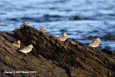 Bécasseau variable et grand gravelot