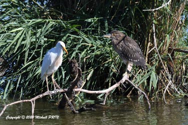 Héron garde-boeufs et bihoreau gris (juvénile)