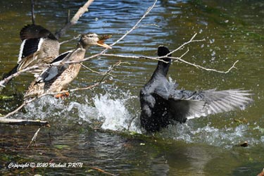 Suite de la galerie sur les canetons, face à face avec la femelle colvert qui défend ses canetons et la foulque qui défend son nid