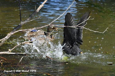 Si la cane prend l'offensive...