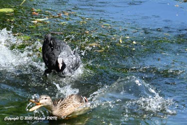 La foulque prendra le dessus et mettra l'intrus en fuite