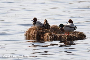Canard colvert et fuligule milouin