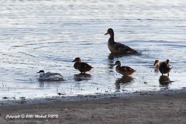 Guifette moustac et canard colvert (caneton)