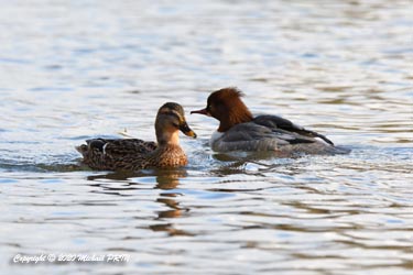 Canard colvert (femelle) et harle bièvre (femelle)