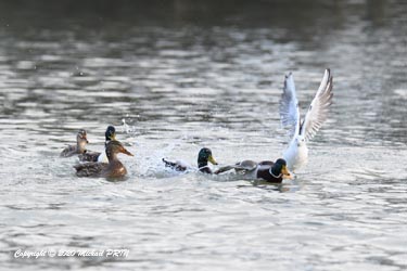 Canard colvert poursuivi par une mouette rieuse pour un bout de pain (attention, donner du pain ne doit surtout pas être une habitude, le sucre qu'il contient est très mauvais pour les oiseaux)