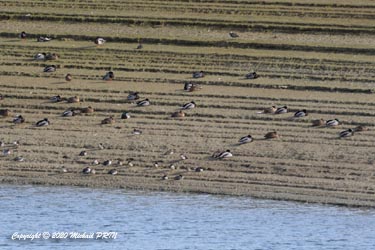 Canard colvert et sarcelle d'hiver