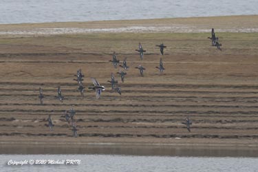Canard colvert au milieu d'un vol de sarcelles d'hiver