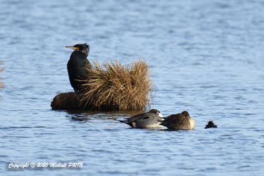 Canard pilet (couple) et grand cormoran