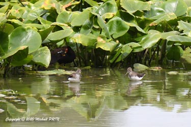 Gallinule et chevalier culblanc