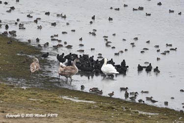 Cygne tuberculé, foulque macroule et sarcelle d'hiver
