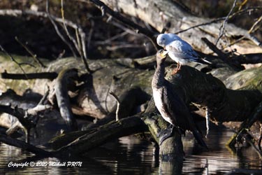 Grand cormoran et mouette rieuse
