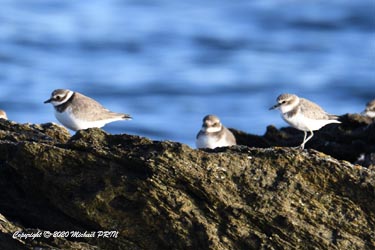 Grand gravelot et gravelot à collier interrompu