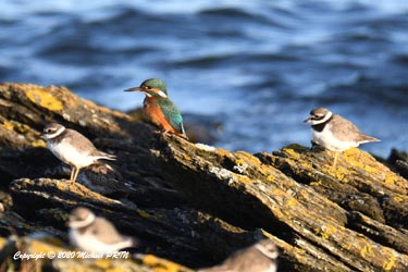 Grand gravelot et martin-pêcheur (juvénile)