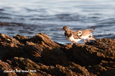 Tournepierre à collier et grand gravelot