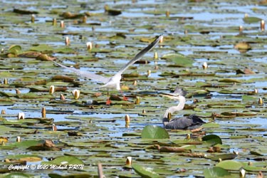 Les mouettes rieuses défendent alors leurs nichées par tous les moyens possibles
