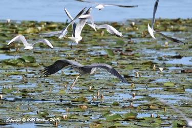 Elles multiplient les assauts jusqu'à provoquer la fuite du héron