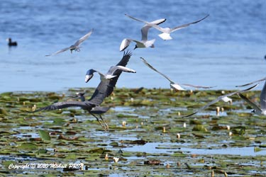 Une guifette moustac se mêle à la chasse