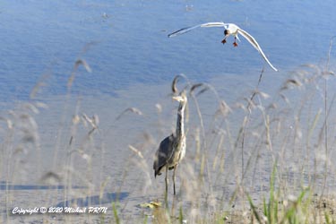 Il faudra de longues minutes avant qu'elles considèrent qu'il ne représente plus une menace