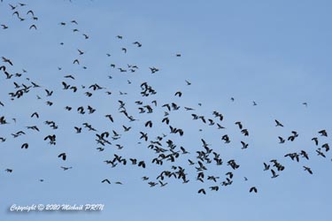 Regoupemennt de pluviers dorés et de vanneaux huppés