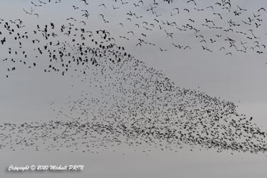 En hiver, le soir tombant, des centaines d'individus de ces 2 espèces se rassemblent au sein d'un dortoir dans un fabuleux spectacle