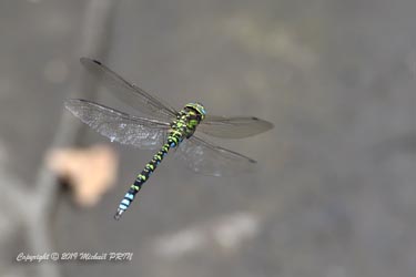 Aeschne bleue mâle
