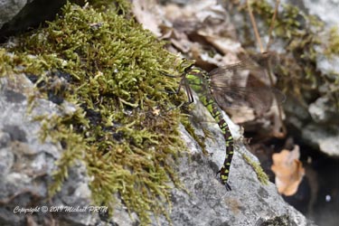 Aeschne bleue femelle