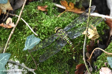Aeschne bleue femelle