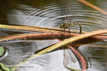 Aeschne bleue femelle
