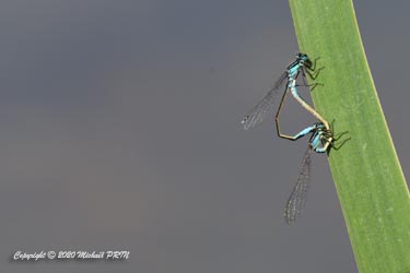 Accouplement avec femelle andromorphe