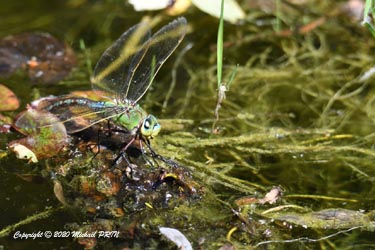 Anax empereur femelle en train de pondre