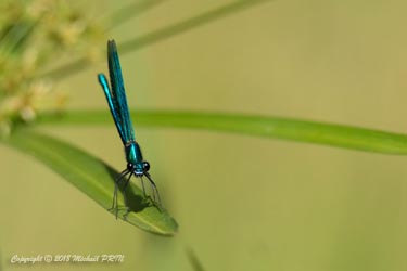 Calopteryx éclatant mâle