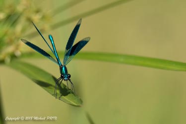 Calopteryx éclatant mâle