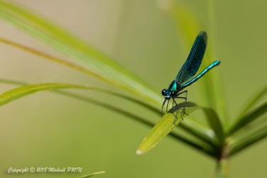 Calopteryx éclatant mâle