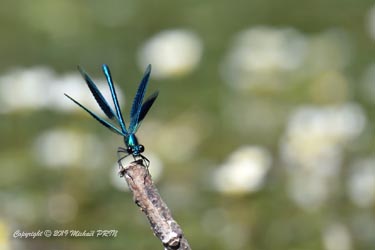 Calopteryx éclatant mâle