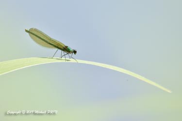 Calopteryx éclatant femelle