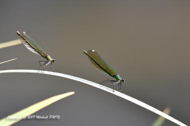 Calopteryx éclatant femelles