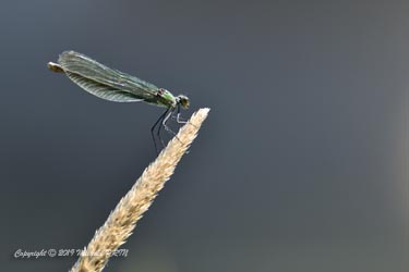 Calopteryx éclatant femelle
