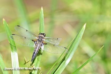 Les blessures sont fréquentes chez les odonates, qu'elles soient dues à un prédateur ou un affrontement entre mâles