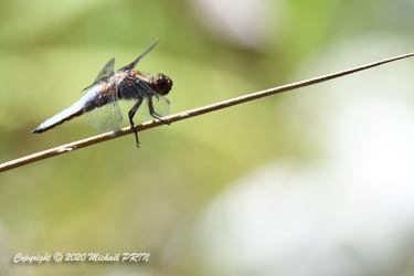 Libellule déprimée mâle