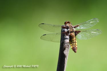 Libellule déprimée femelle