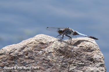 Orthétrum réticulé mâle