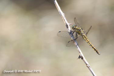 Orthétrum réticulé femelle