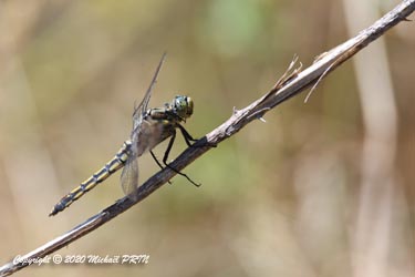 Orthétrum réticulé mâle immature