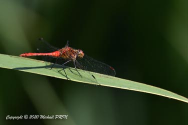 Sympétrum rouge sang mâle