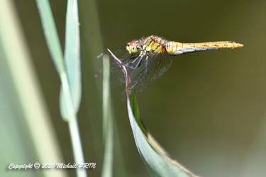 Sympétrum rouge sang femelle
