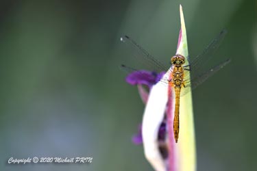 Sympétrum rouge sang femelle immature