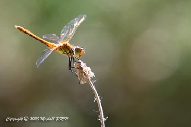 Sympétrum rouge sang mâle immature