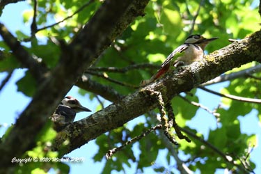 Jeune à gauche, femelle adulte à droite