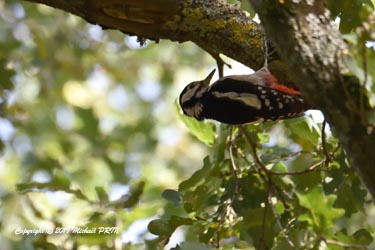 Pic épeiche femelle