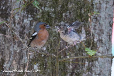 Tout juste sorti du nid